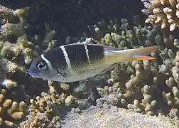 Monotaxis heterodon