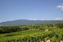 Forested mountain, with white peak, and vineyards in foreground