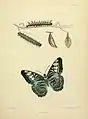 Plate from Frederic Moore's The Lepidoptera of Ceylon depicting the imago, larva and pupa