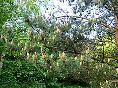 More Pine Cones