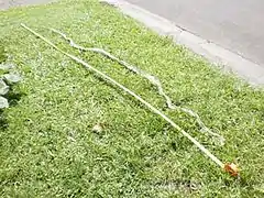 A 3.2-m-long, intact Australian scrub python skin in Australia: The snake that shed this skin would be significantly shorter than 3.2 m, as the snake's skin is folded on top of and below each scale. This causes a shed skin to be almost twice as long as the snake that shed it.