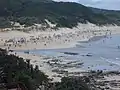 Morgan Bay dune forest and the beach.