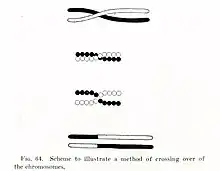 Image 2Thomas Hunt Morgan's illustration of crossing over, part of the Mendelian-chromosome theory of heredity (from History of biology)