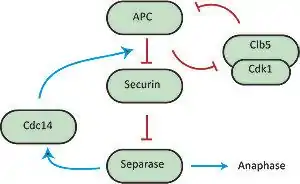 Dosage-response curves