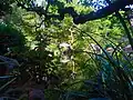 Pond Viewed Through Plants