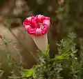 Side view of a partially curled Ipomoea purpurea in early afternoon