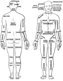 Older set of terminology shown in Parts of the Human Body: Posterior and Anterior View from the 1933 edition of Sir Henry Morris' Human Anatomy. See also List of human anatomical regions § Deprecated or older regions.