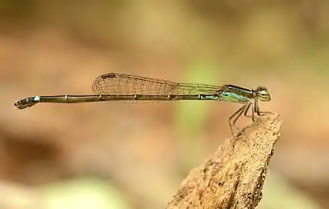 Mortonagrion varralli female