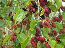 Mulberries