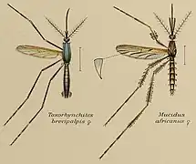 Coloured drawing of two mosquitoes displayed as scientific specimens