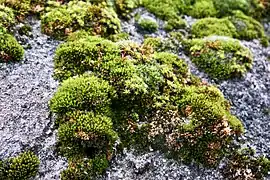 Moss on a concrete wall