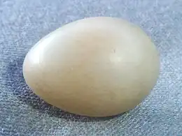 Off-white egg of the nominate subspecies – the base colour and markings are very variable