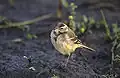 Immature blue-headed wagtail (M. f. flava)