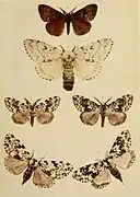 Illustration from The Moths of the British Isles