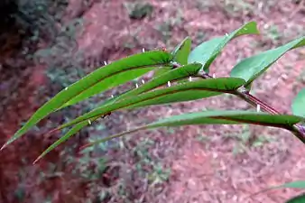 Eggs on Senna occidentalis