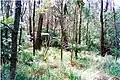 grassy area at 1250 metres above sea level