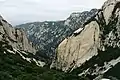 Mount Hua, Shaanxi province, China (re. P. infundibularis).