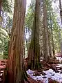 Giant Cedars Boardwalk Trail