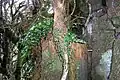 Cloud forest, basalt and ferns