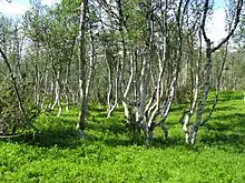 Image 34A stand of mountain birch at around 750 m in Trollheimen, typical of Scandinavian subalpine forests (from Montane ecosystems)