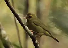 Photo of an olive-coloured bird with orange bill and legs and a black eye-ring