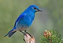 Mountain bluebird