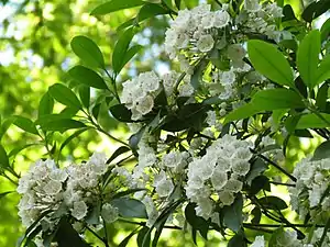 Kalmia latifolia