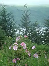 Rosa woodsii on Raspberry Island (Alaska)