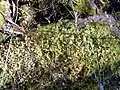 Mossy ground near the Imlay Mallee