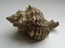 Dorsal view of a shell