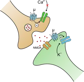 When the μ-opioid receptor is activated on a neuron, the voltage gated calcium channel (green) closes, and the voltage gated potassium channel (blue) opens. Both of these individual actions makes the presynaptic neuron less likely to release glutamate (red), leaving the neuron at rest longer. This slowing down of neurons via interactions with ion channels and receptors is a hallmark of a depressant. Without glutamate the pain signal gets "cut short" and cannot ascend a pathway and reach pain processing centers in the midbrain of the brainstem.