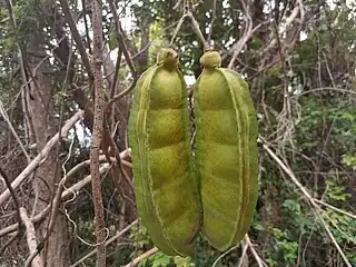 Immature fruit