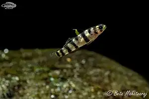 Mugilogobius tigrinus