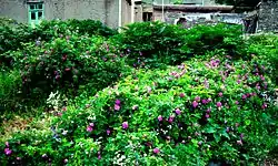 Wild roses cover abandoned houses in Abbasabad, 2009