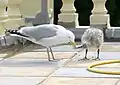 Adult feeding one of its chicks