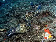 Mediterranean moray (Muraena helena)