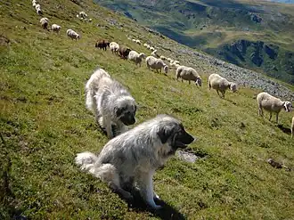 Šar Mountain dogs with a herd at Brinja e Šahit near Lake Peak