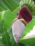 Musa acuminata flowers