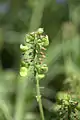 Immature capsules of Muscari armeniacum 'Peppermint', Gothenburg Botanical Garden, Sweden