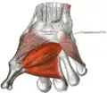 The muscles of the thumb. (Adductor pollicis transversus is red band at bottom, and adductor pollicis obliquus is red band immediately above it.)