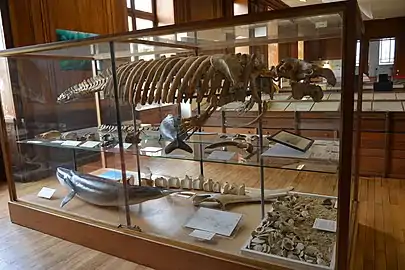 Metaxytherium medium composite skeleton, Muséum d'Angers