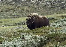 MuskoxOvibos moschatusmoskusokse