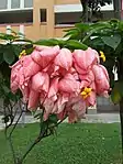 Mussaenda philippica in Singapore