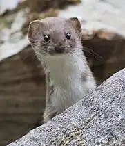 Mustela nivalis, Picos de Europa