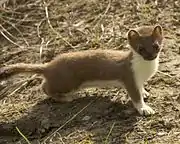 Stoat