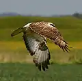 Common buzzard