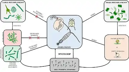 Image 25Mycoloop links between phytoplankton and zooplankton Chytrid‐mediated trophic links between phytoplankton and zooplankton (mycoloop). While small phytoplankton species can be grazed upon by zooplankton, large phytoplankton species constitute poorly edible or even inedible prey. Chytrid infections on large phytoplankton can induce changes in palatability, as a result of host aggregation (reduced edibility) or mechanistic fragmentation of cells or filaments (increased palatability). First, chytrid parasites extract and repack nutrients and energy from their hosts in form of readily edible zoospores. Second, infected and fragmented hosts including attached sporangia can also be ingested by grazers (i.e. concomitant predation). (from Marine fungi)