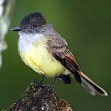 Dusky-capped flycatcher, a fairly common resident in woodlands and forests.