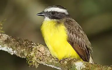 Social flycatcher, Darién. A very common bird, often seen around houses.