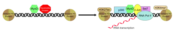 Recruitment of transcription factors by MyoD.